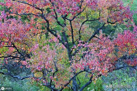 桃花劫怎麼解|桃花劫是什麼意思 教你如何化解將它化解